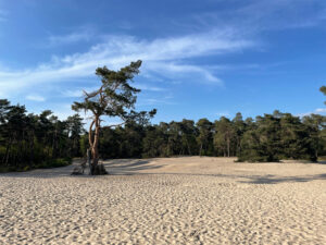 Packraften op de Regge met kinderen, rustig water en groene oevers.